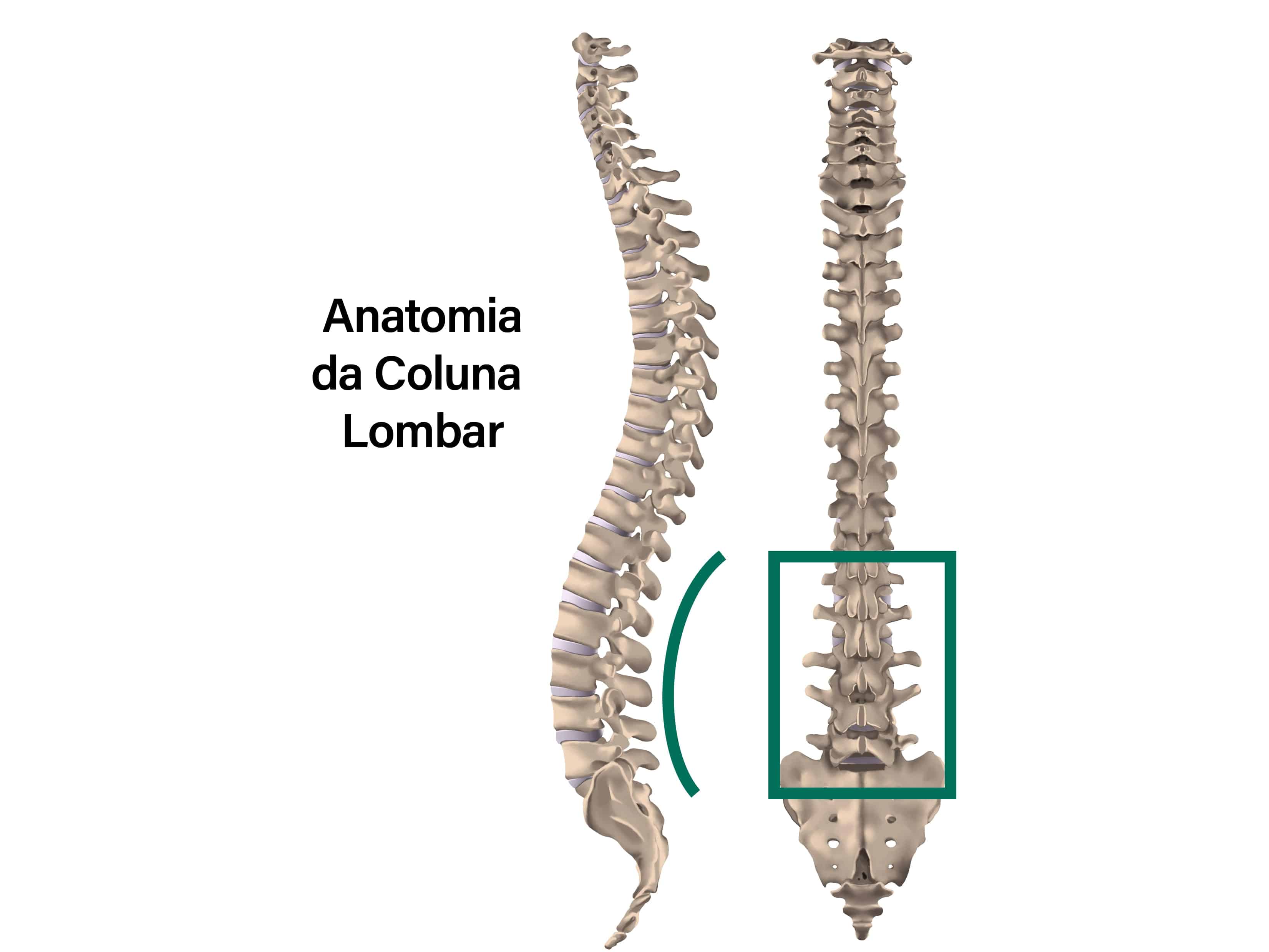 Anatomia da Coluna Vertebral