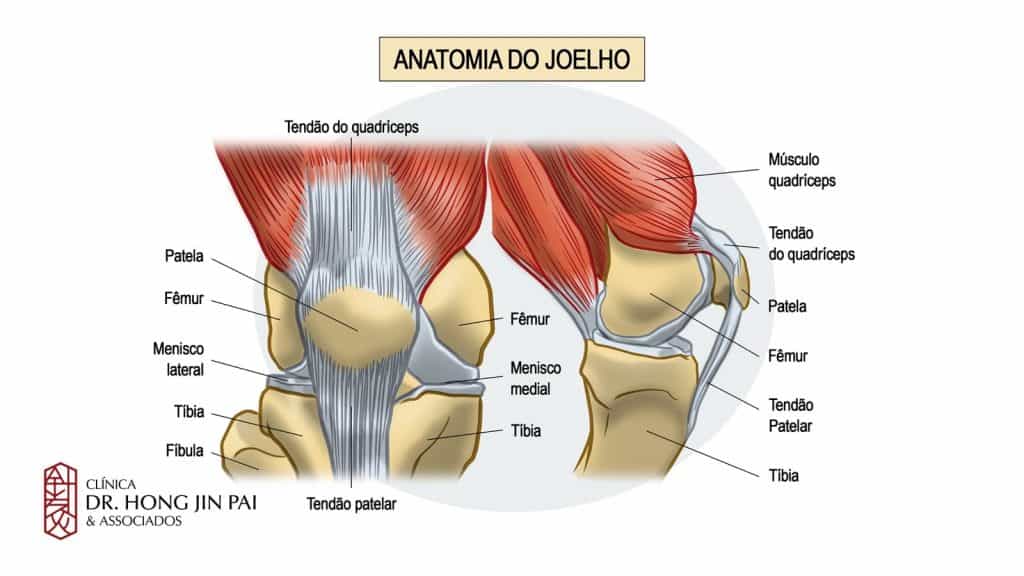 Anatomia do joelho
