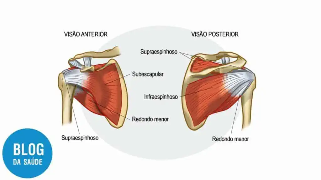 anatomia do ombro