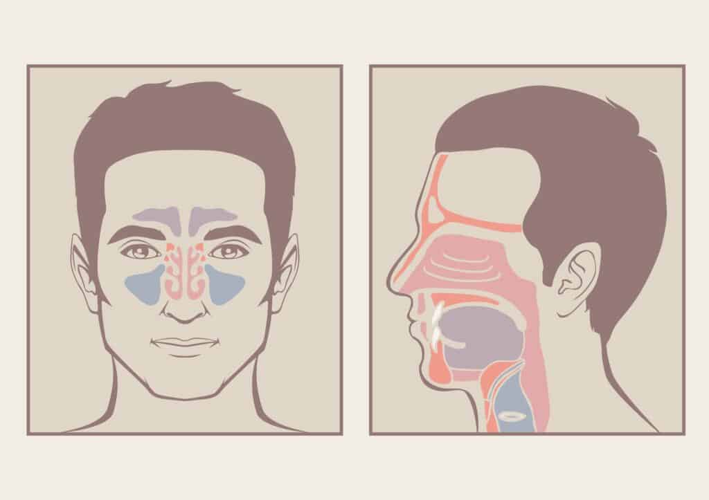 anatomia nariz