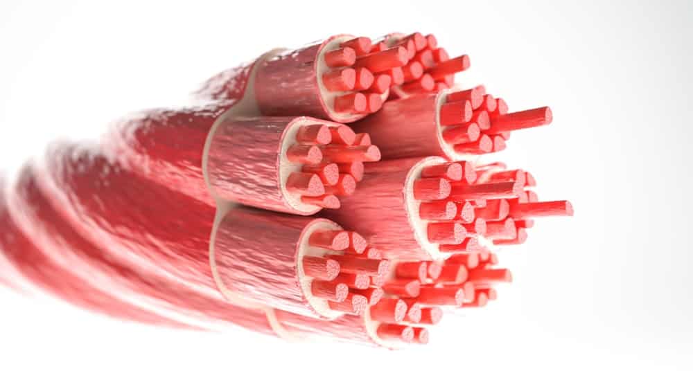 Fibras vermelhas e fibras brancas: O que são e quais as diferenças entre elas