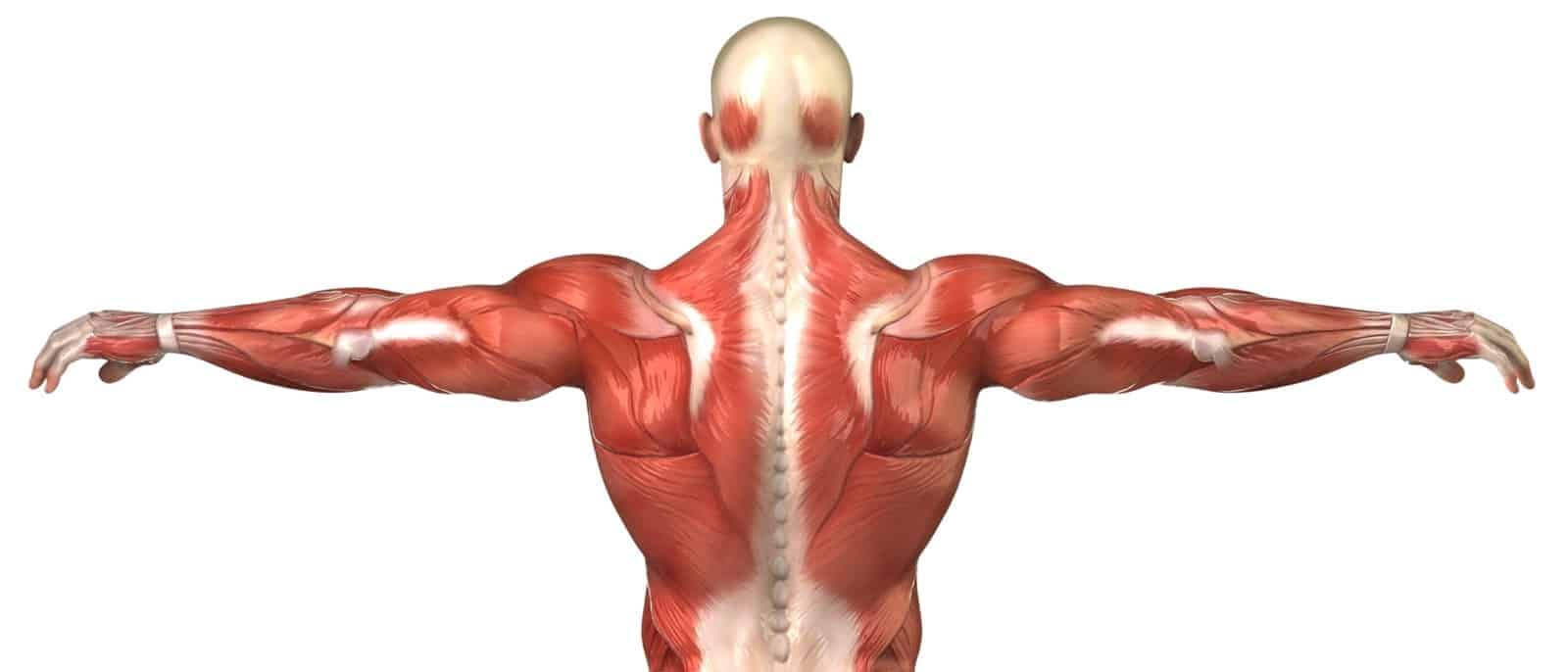 Musculos da coluna e ombro