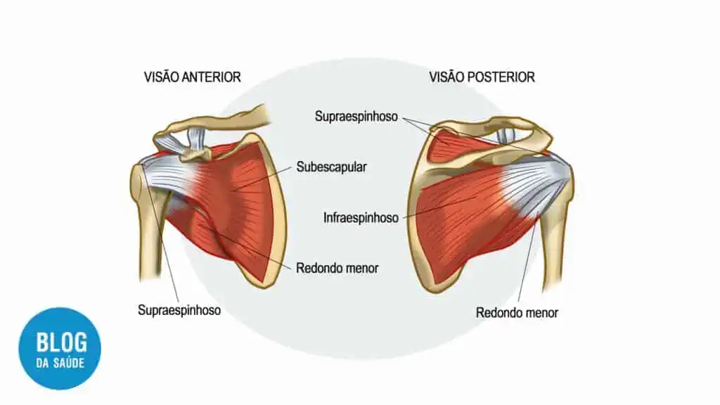 ombro-anatomia-escapula