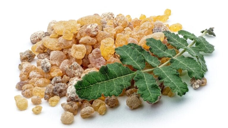 Boswellia serrata: benefícios, limites e riscos 2 Boswellia serrata: benefícios, limites e riscos