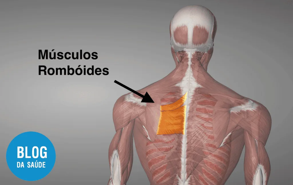 Dor no romboide: sintomas, causas e tratamento 2 MUSCULOS ROMBOIDES