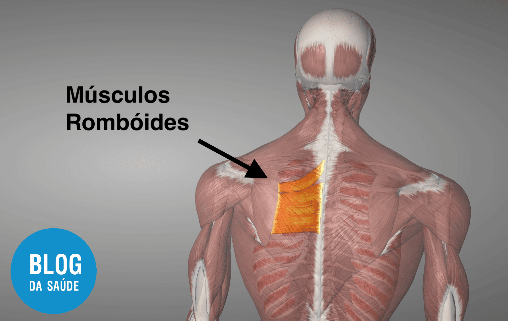 Dor No Romboide Blog Da Saúde