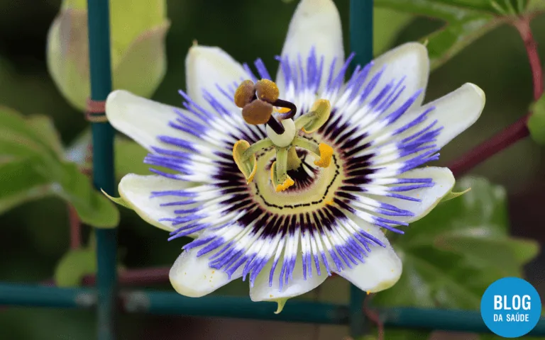 Passiflora engorda? Como usar no emagrecimento? 7 Passiflora engorda? Como usar no emagrecimento?