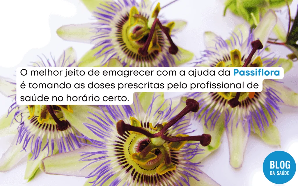 Passiflora engorda 2 1 1