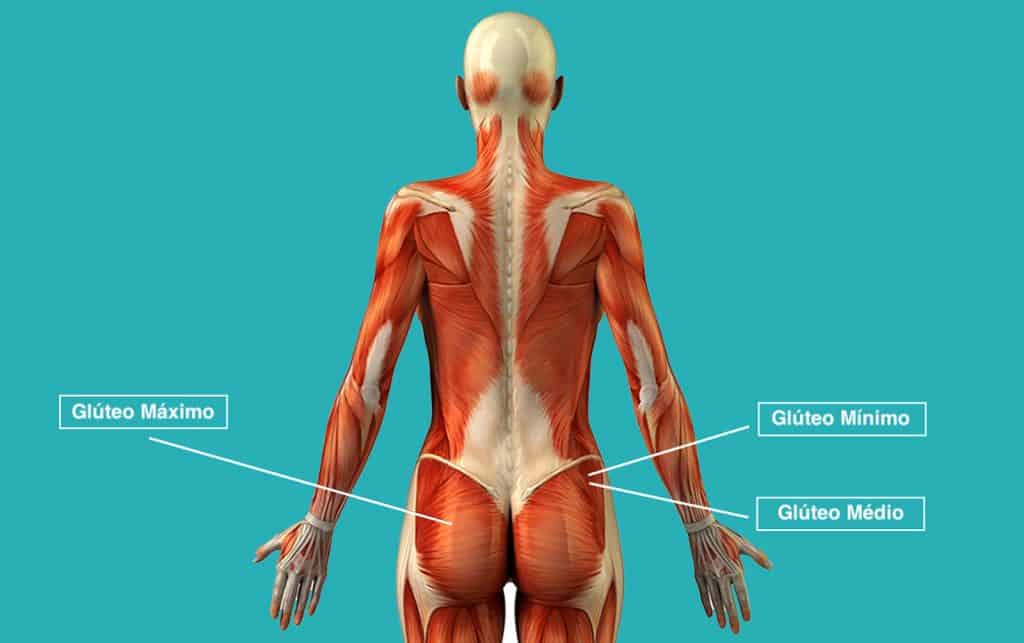 Tendinopatia do glúteo - Inflamação do Glúteo Médio e Mínimo 3 Tendinopatia Glúteo