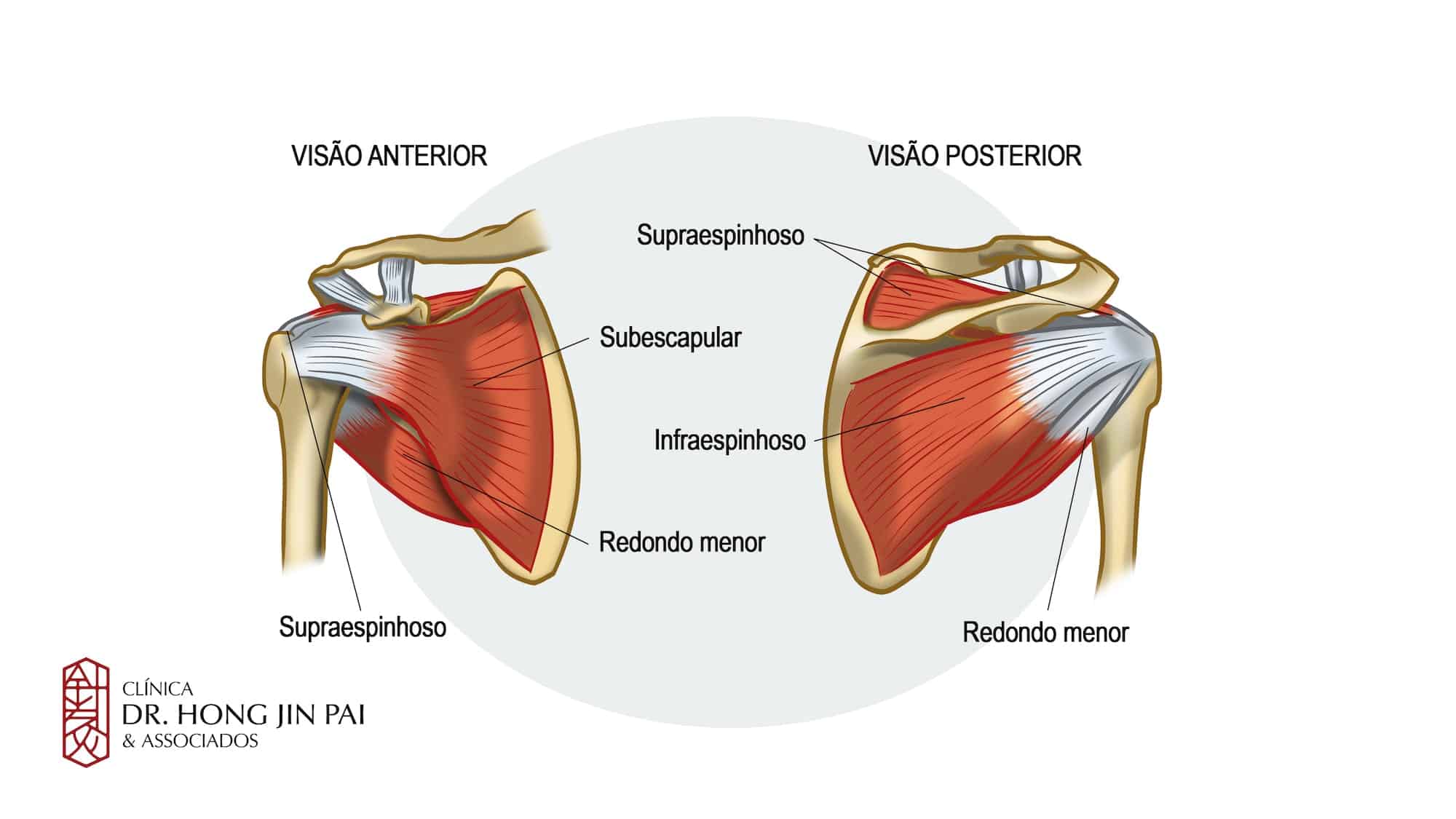 anatomia do ombro 2