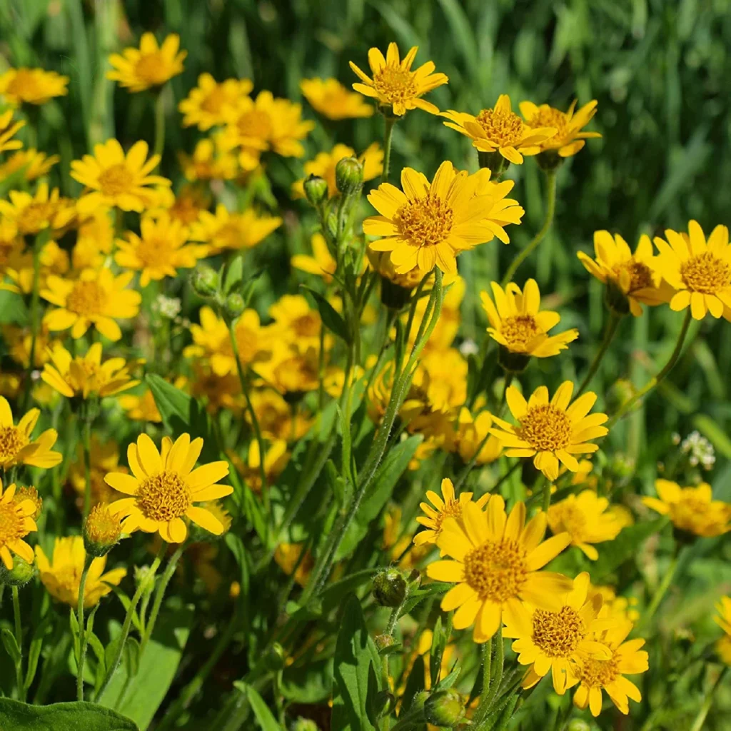 arnica montana