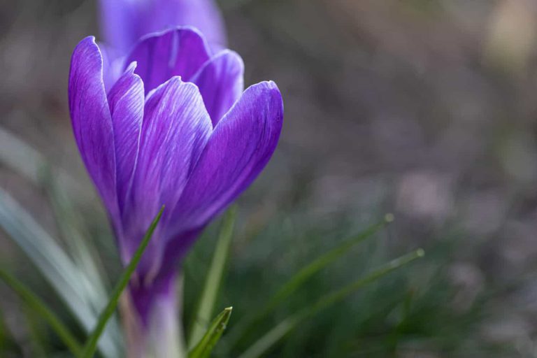 Crocus Sativus: O Que É e Para Que Serve
