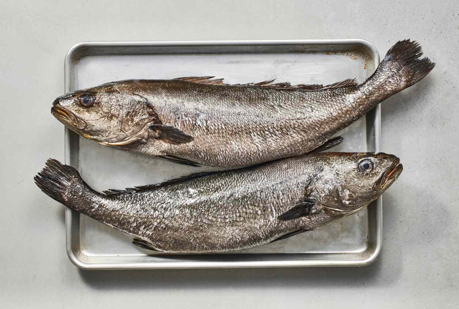 corvina