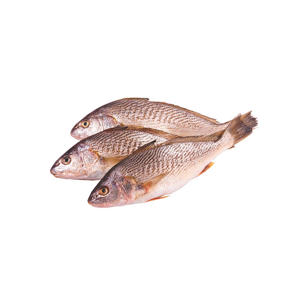 Corvina é remoso? Entenda os alimentos remosos e seus efeitos na saúde 2 corvina2
