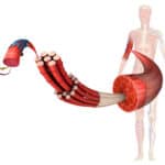 fascia muscular