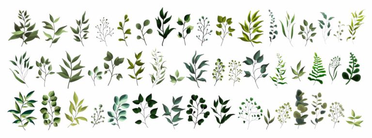 Plantas Medicinais Contra os Sintomas da Menopausa