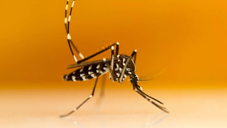 Aedes transgênico na Bahia: o que significa