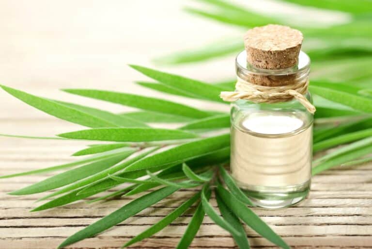 Óleo de melaleuca e seus benefícios para saúde