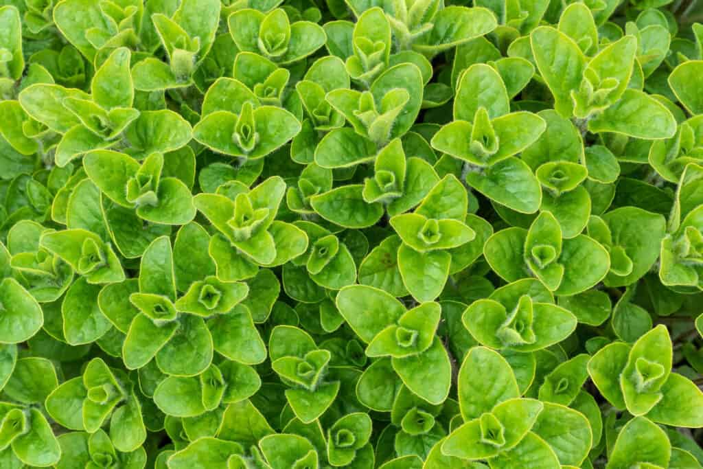 Gravida pode consumir oregano? Temperos, cha e oleo essencial 1 Gravida pode consumir oregano? Temperos, cha e oleo essencial