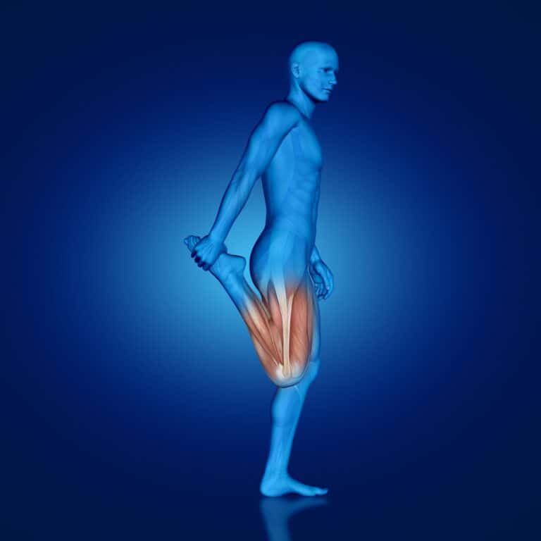 quadriceps musculos da coxa