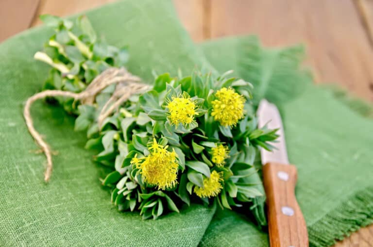 Rhodiola Rosea E Perfomance Física
