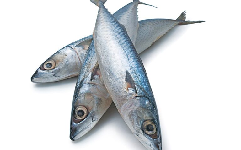 Sardinha é remoso? Entenda o que são alimentos remosos e cuidados na dieta 4 sardinha